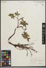 Foto von Salix phylicifolia L.